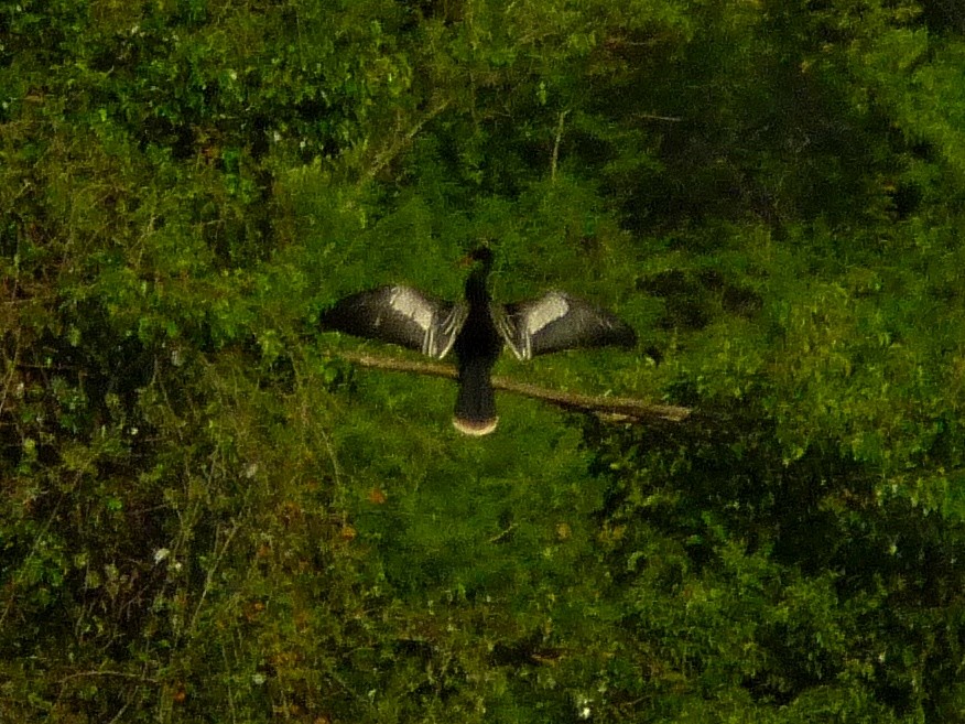 Anhinga - ML643166227