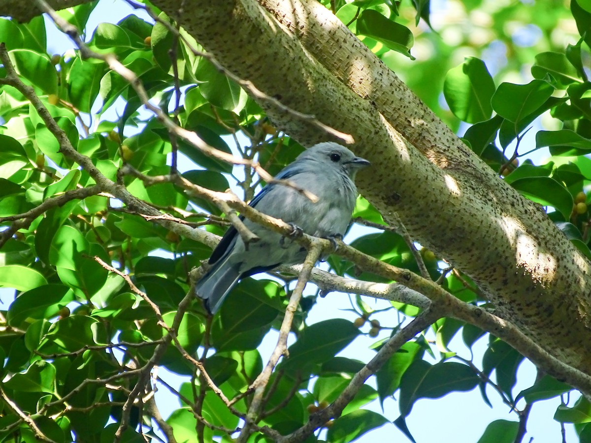 Blue-gray Tanager - ML643166228