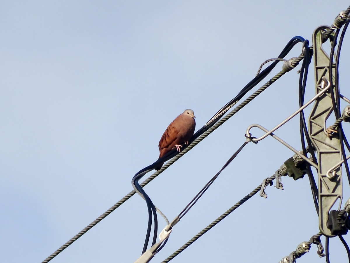 Ruddy Ground Dove - ML643166232