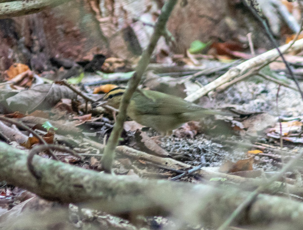 Worm-eating Warbler - ML643166234