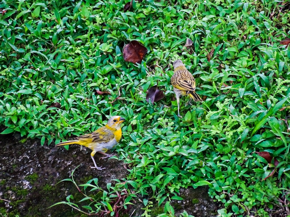 Saffron Finch - ML643166237