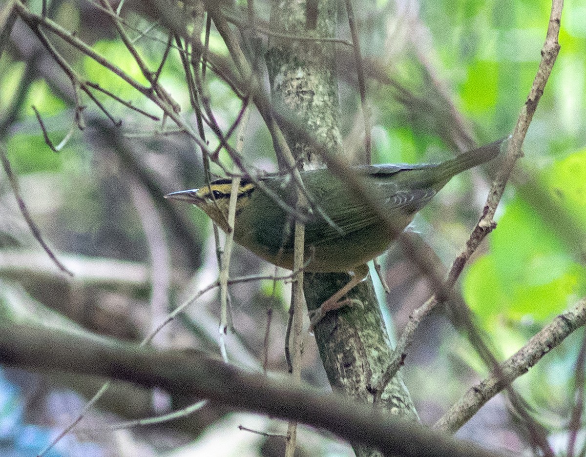 Worm-eating Warbler - ML643166239