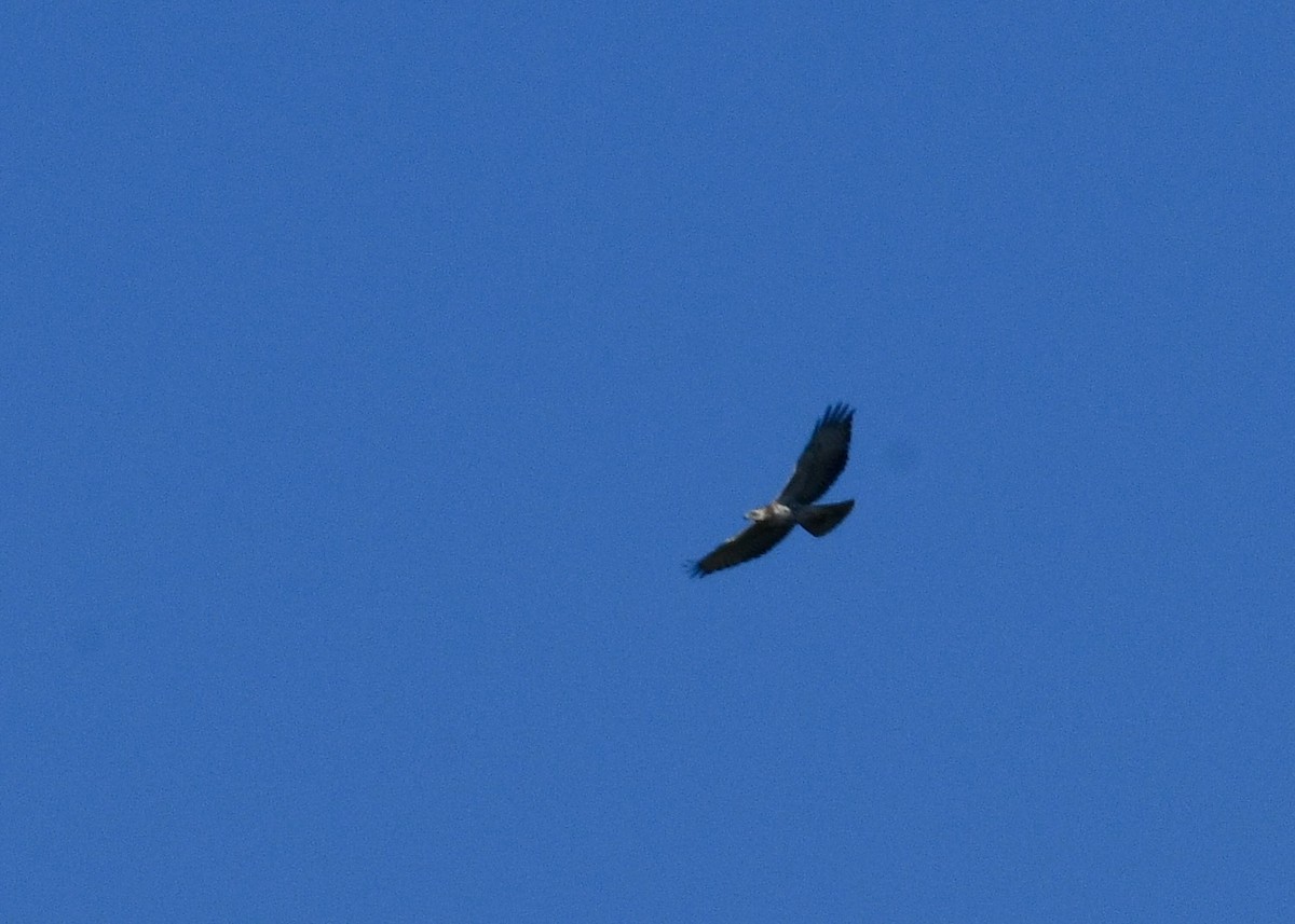 Bald Eagle - ML643166241