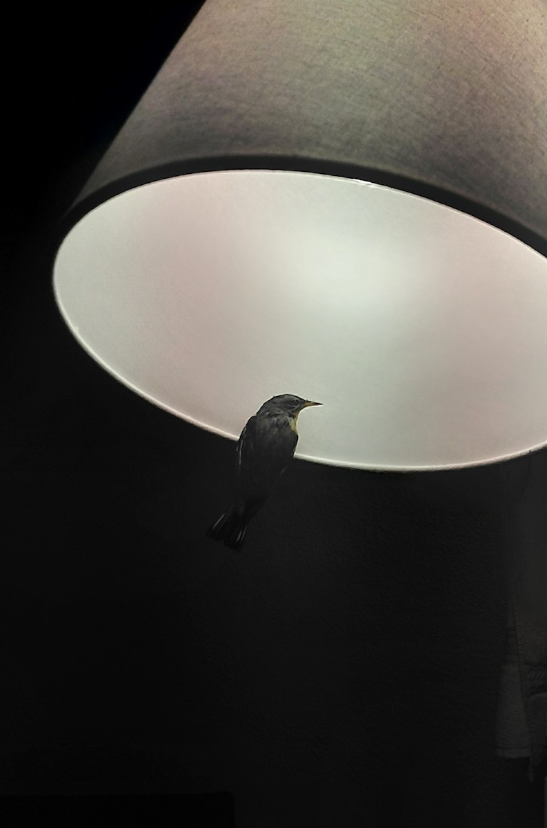 Northern Parula - ML643166245