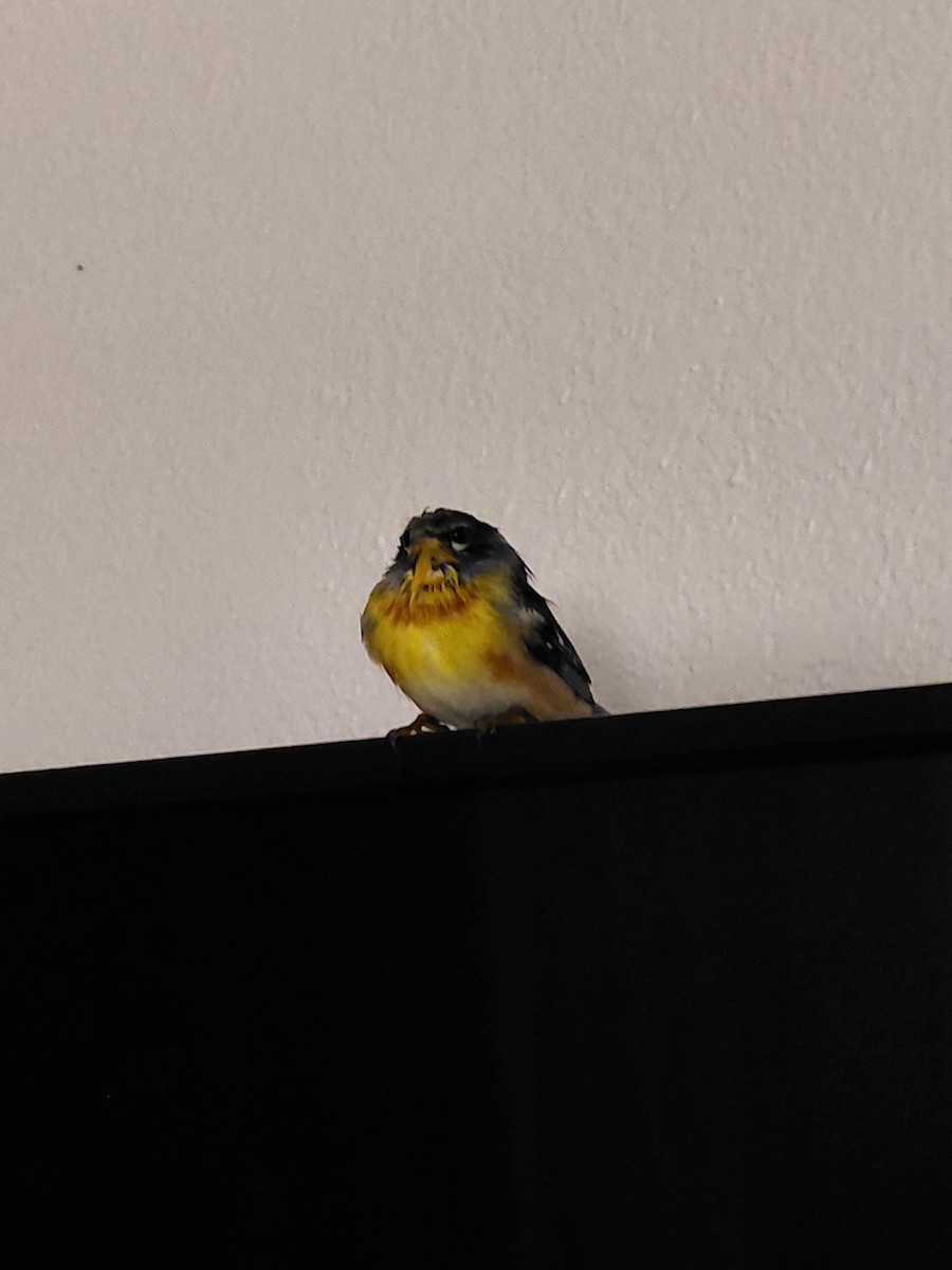 Northern Parula - ML643166246