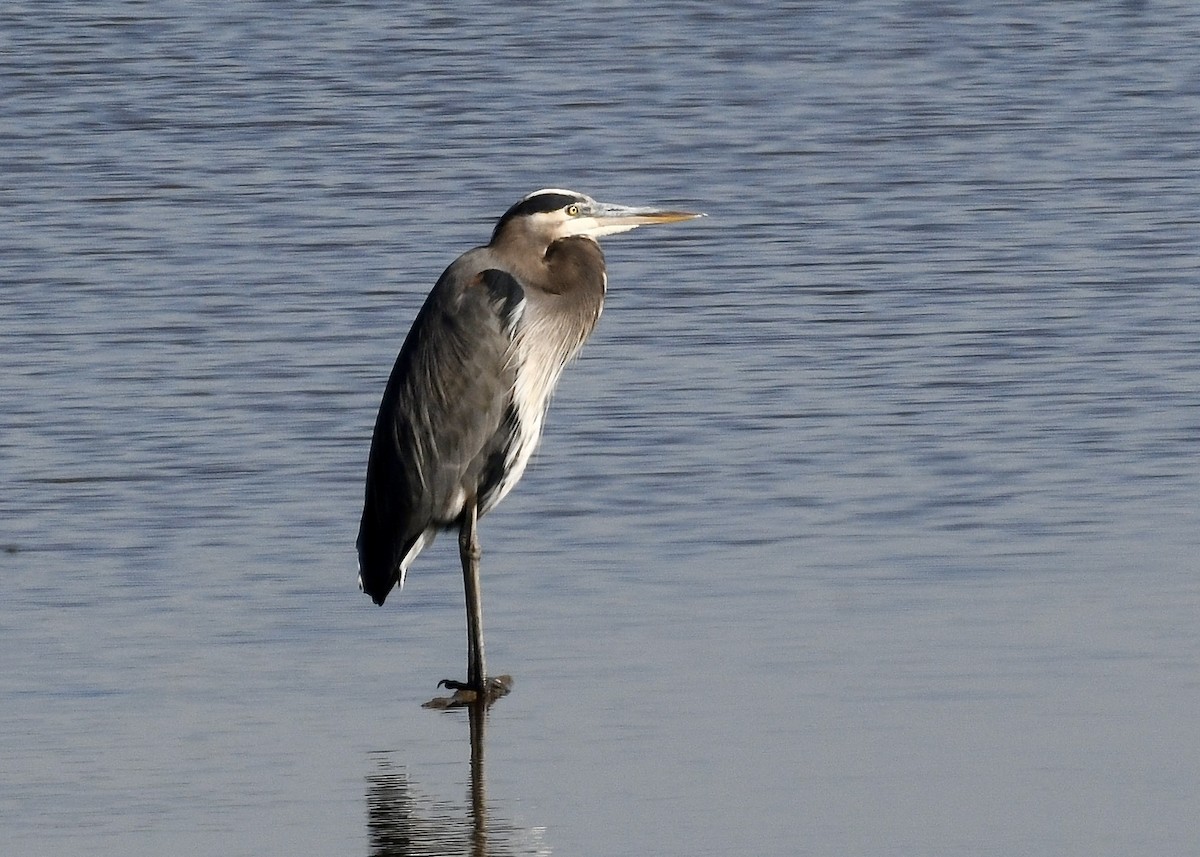 Great Blue Heron - ML643166250