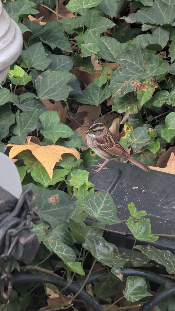 White-throated Sparrow - ML643166251