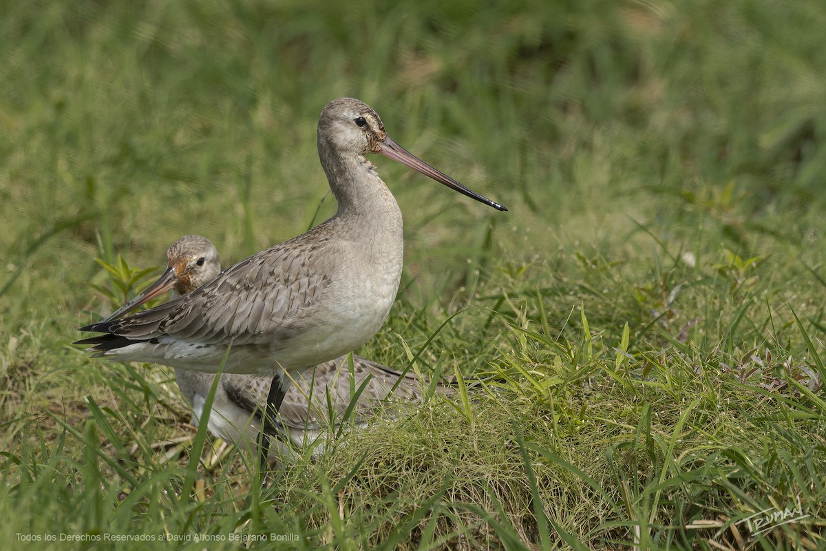 Hudsonian Godwit - ML643166253