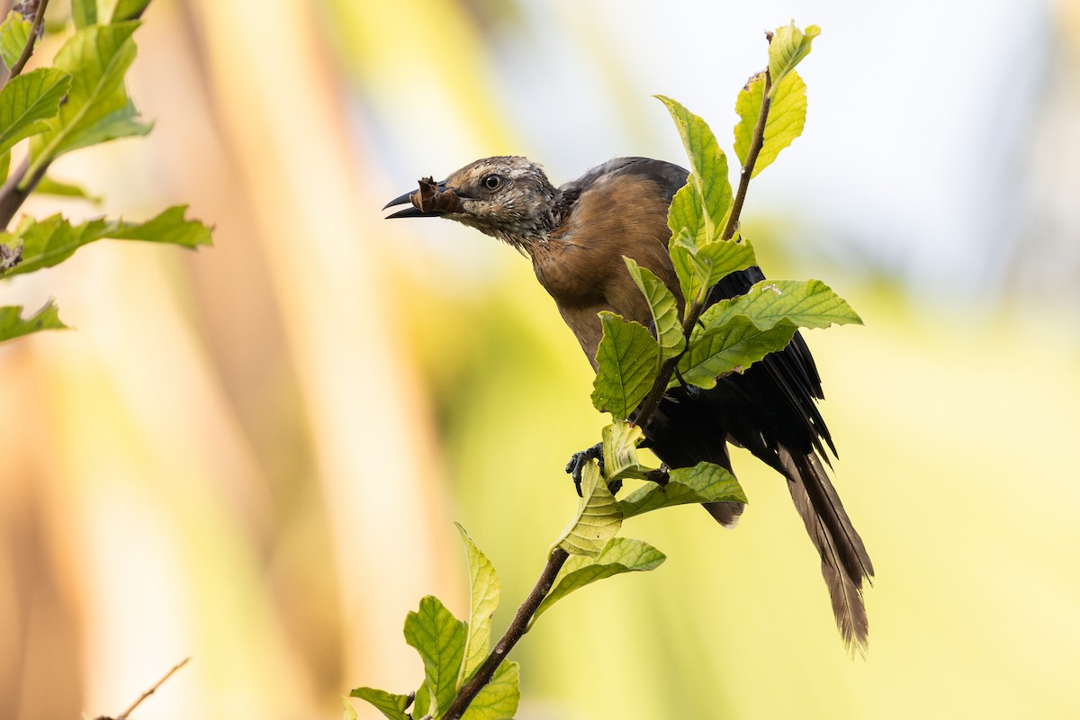 Great-tailed Grackle - ML643166265