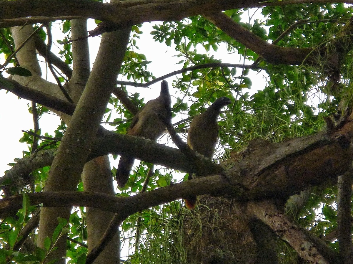 Rufous-vented Chachalaca - ML643166266