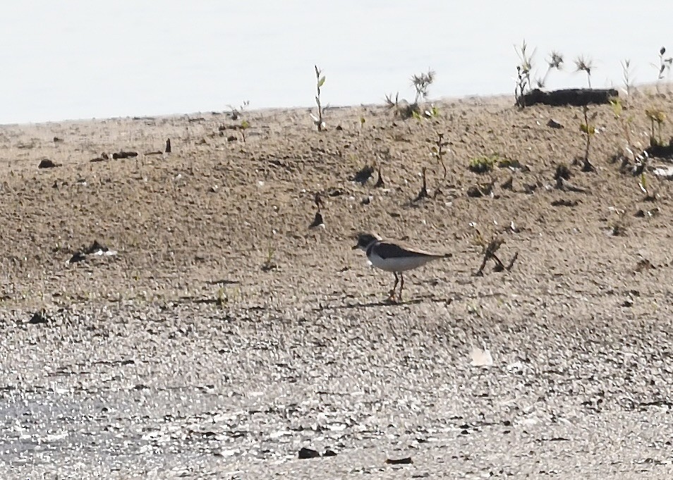 Semipalmated Plover - ML643166267
