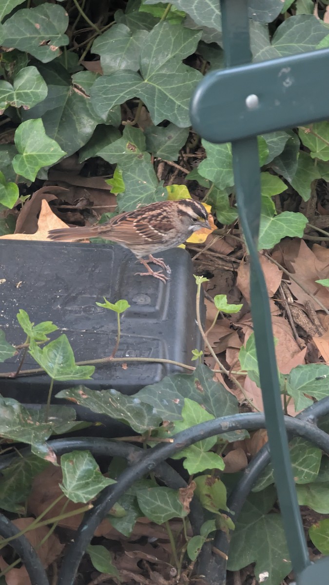 White-throated Sparrow - ML643166270