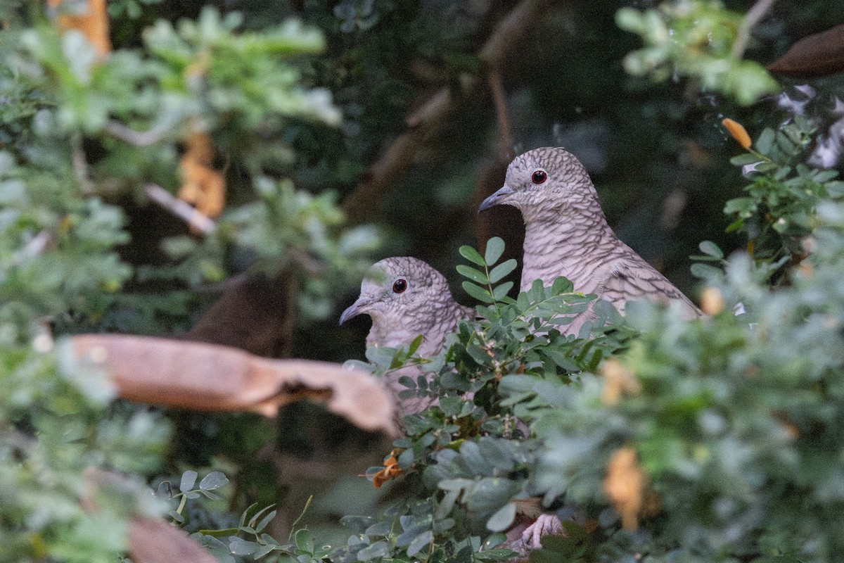 Inca Dove - ML643166271