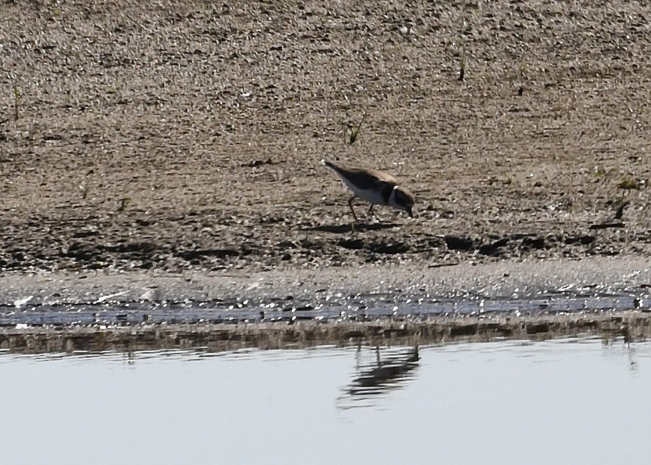 Semipalmated Plover - ML643166276