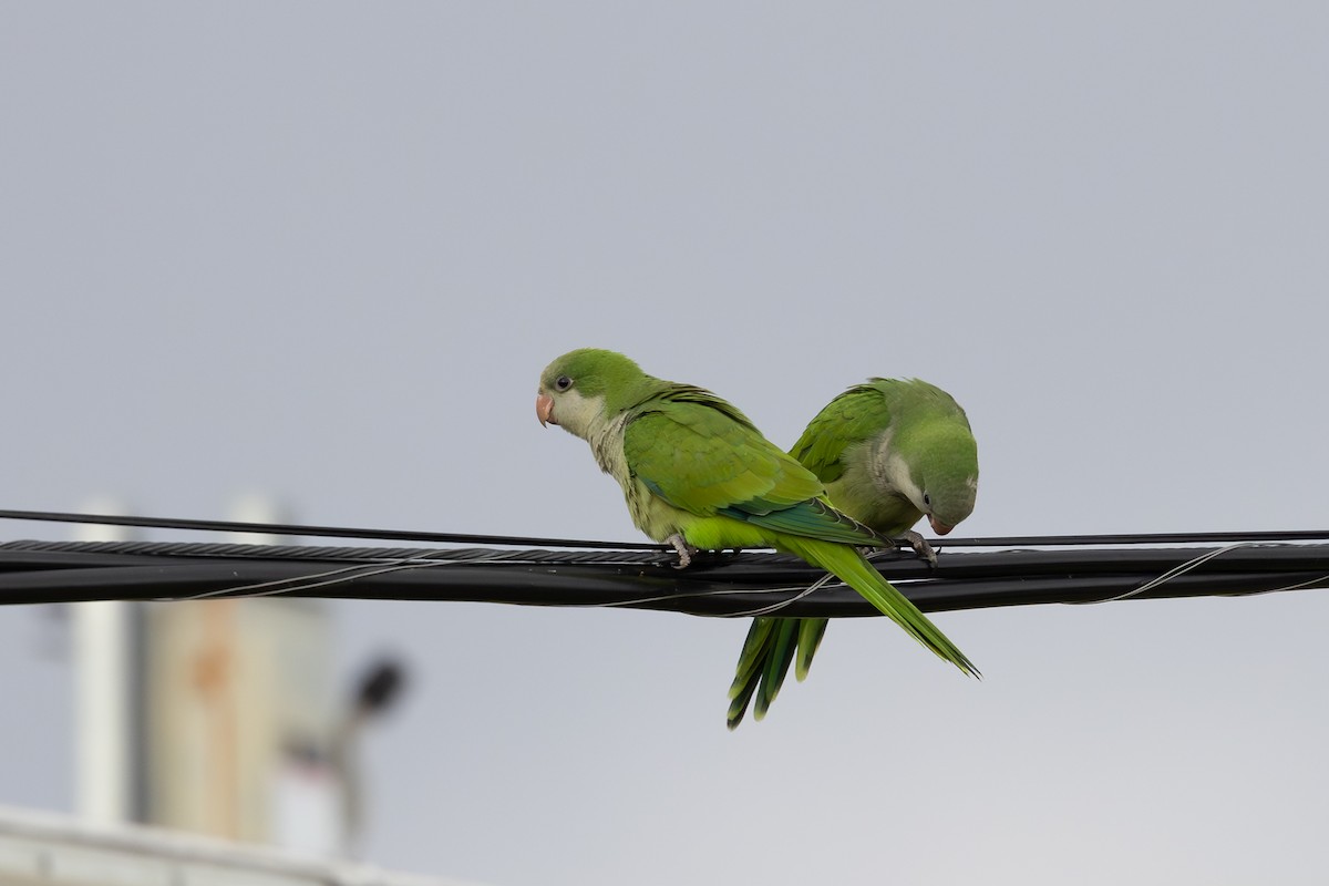 Monk Parakeet - ML643166284