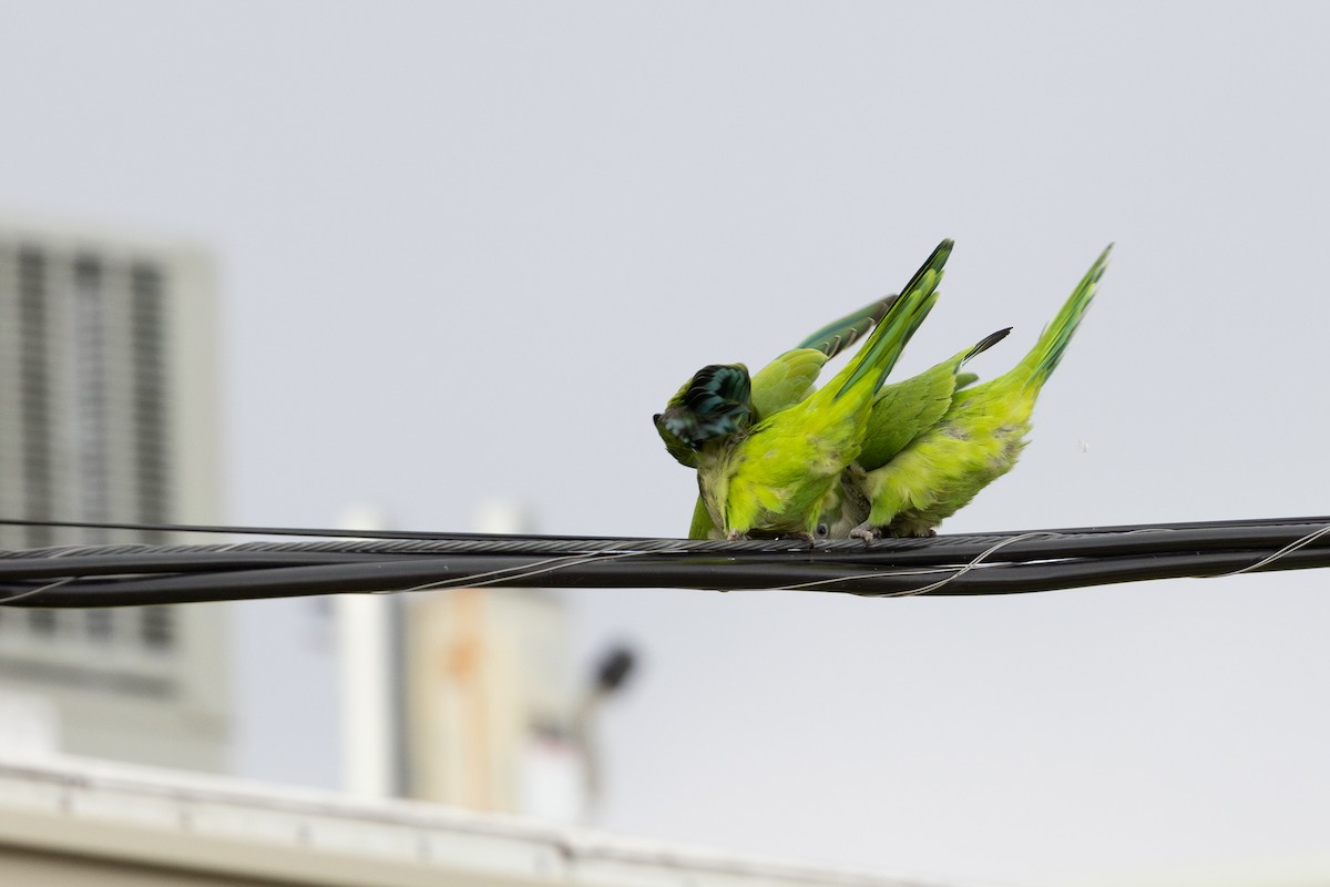 Monk Parakeet - ML643166285