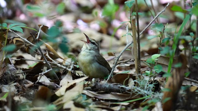 Swainson's Warbler - ML643166308