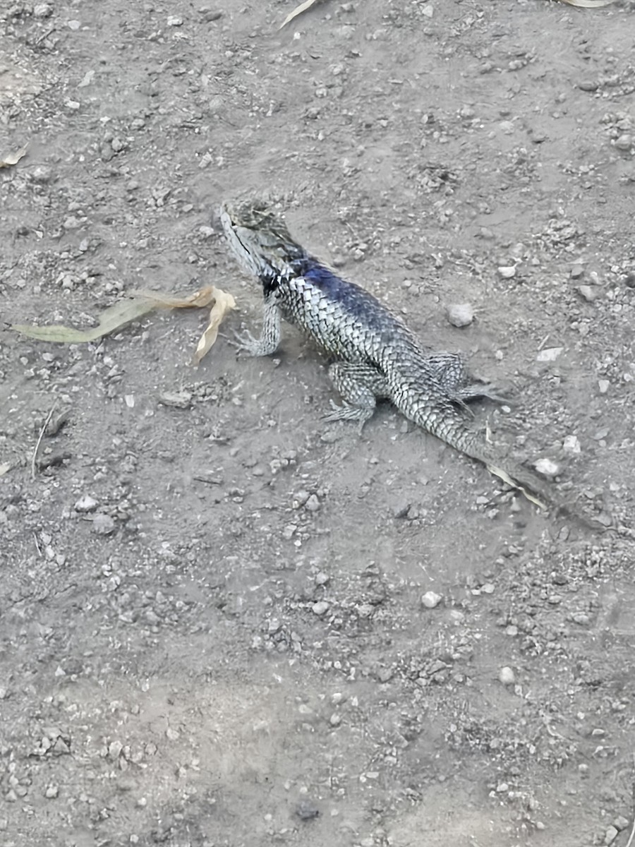 Animals - ML643166310