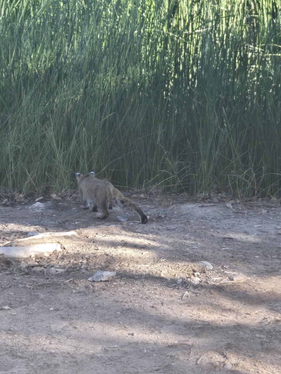 Animals - ML643166311