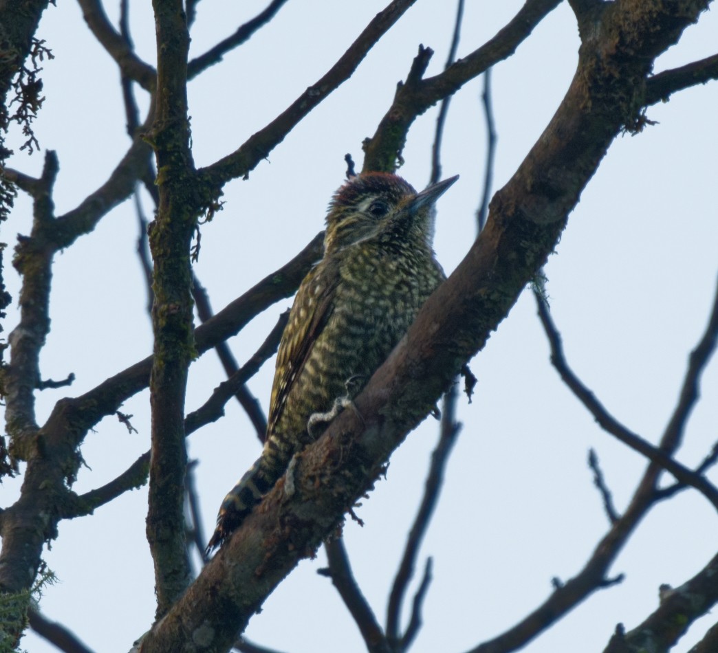 White-spotted Woodpecker - ML643166326
