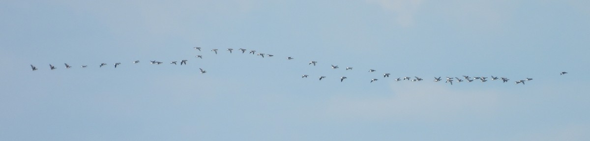 Brant - ML643166336