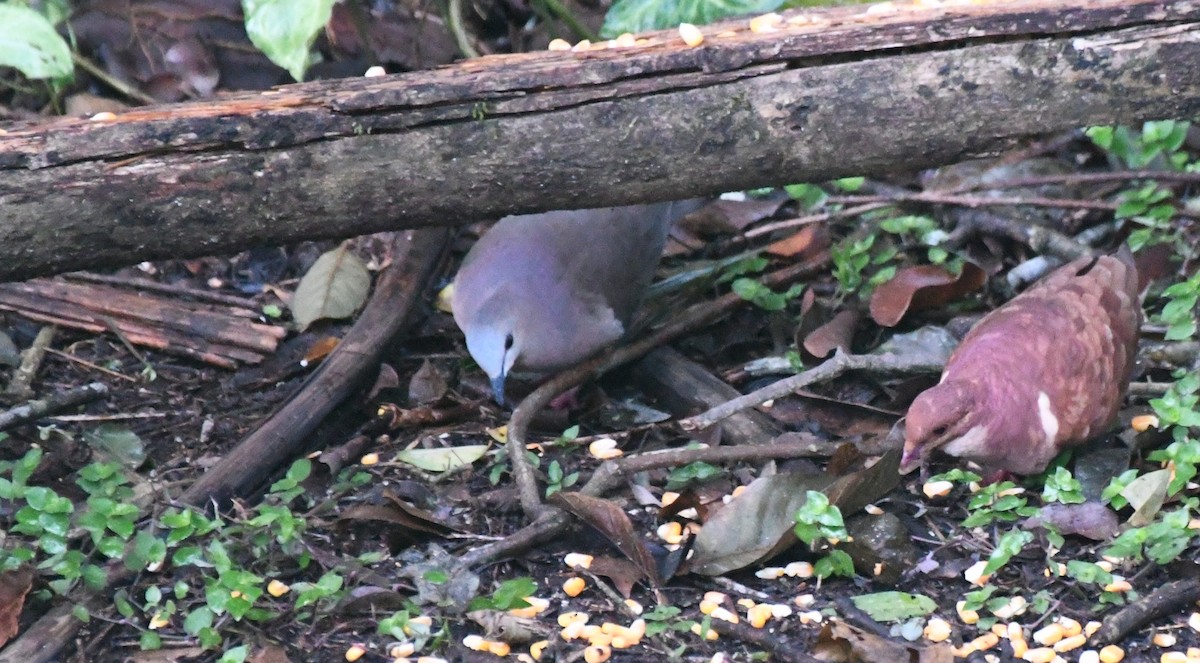 White-tipped Dove - ML643166343