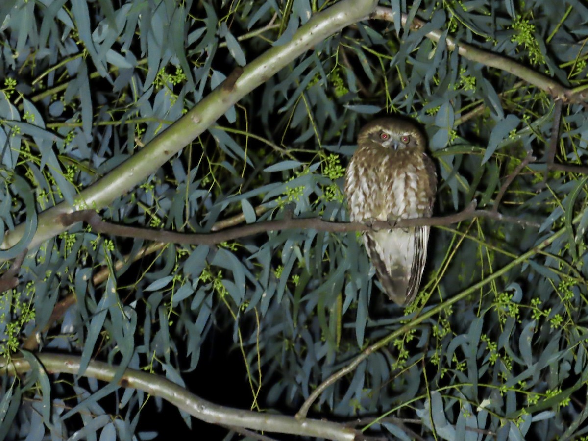 Australian Boobook - ML643166351