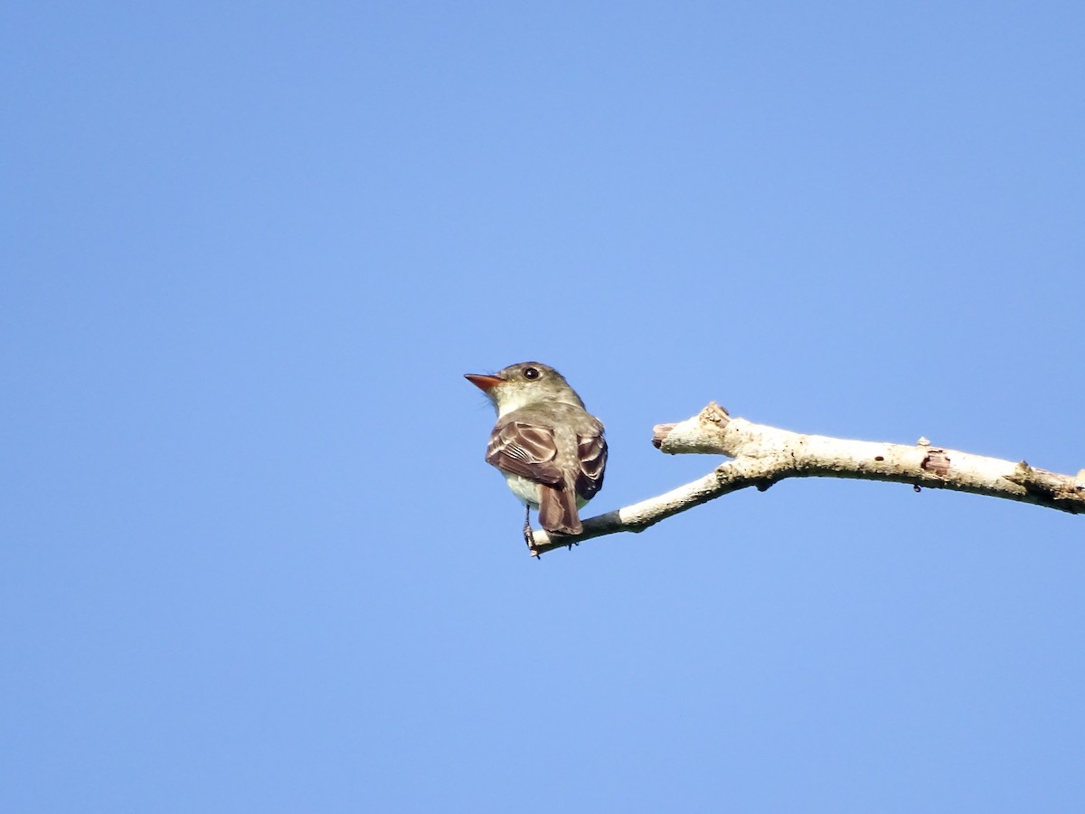pewee sp. (Contopus sp.) - ML643166358
