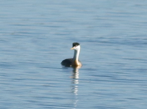 Western Grebe - ML643166377