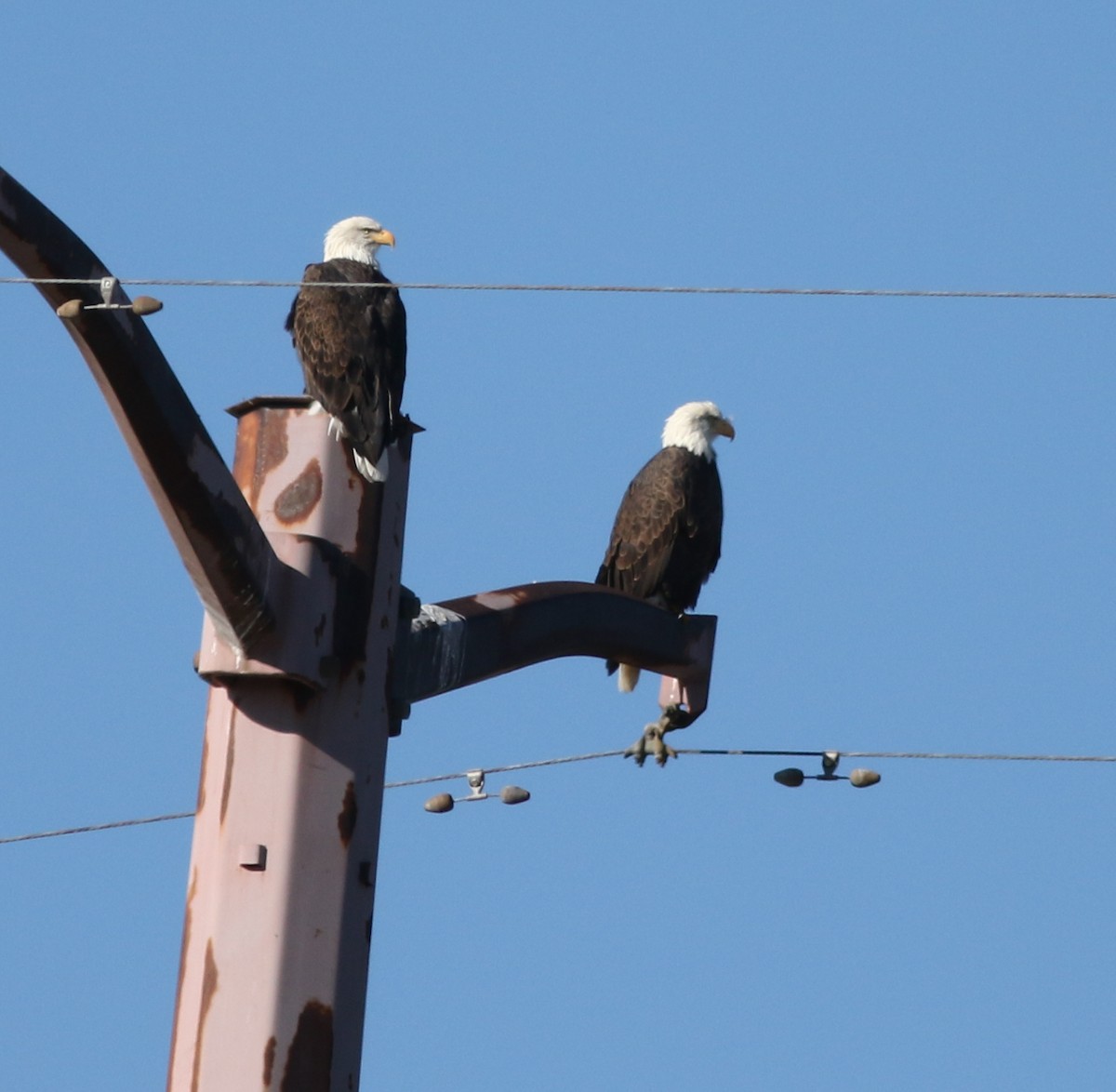 Bald Eagle - ML643166388