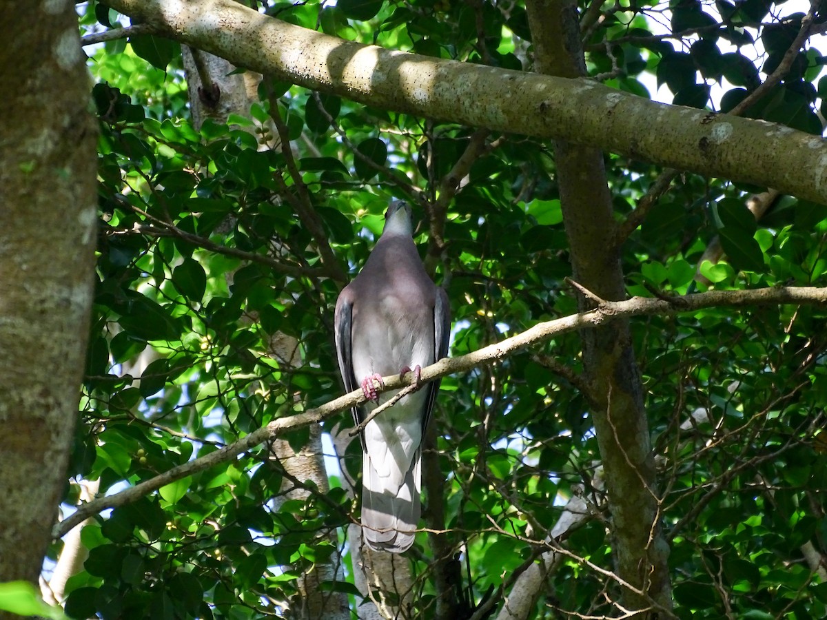 Pale-vented Pigeon - ML643166394