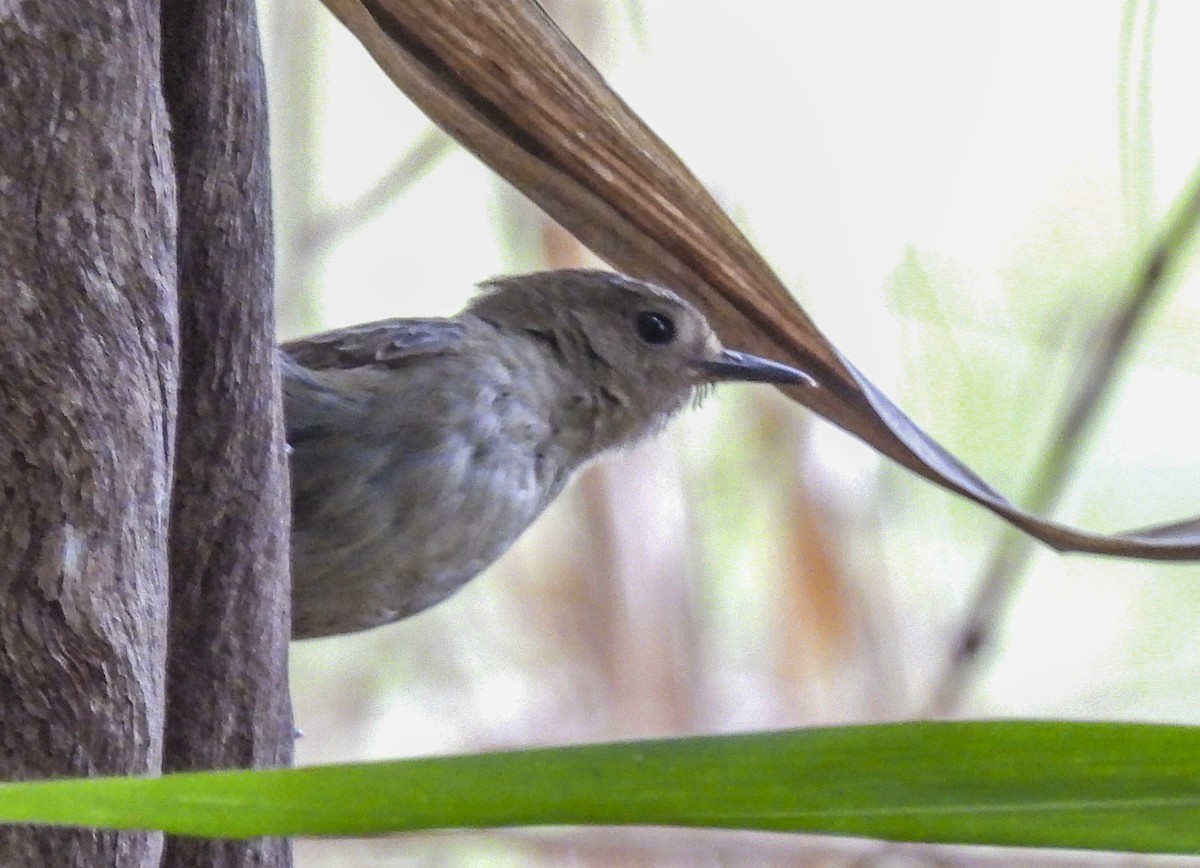 Large-billed Scrubwren - ML643166423