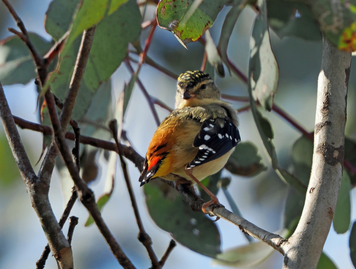 Pardalote Moteado - ML643166431