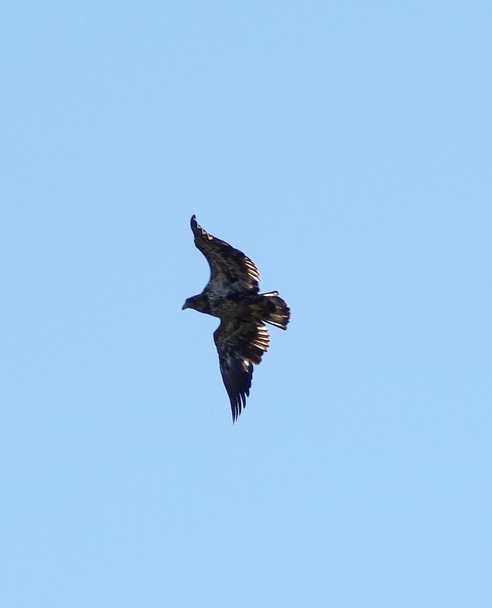 Bald Eagle - ML643166434