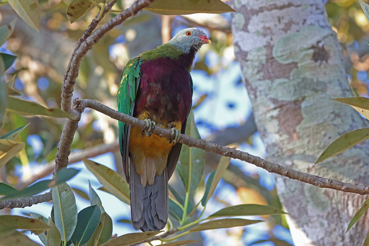 Wompoo Fruit-Dove - ML643166448
