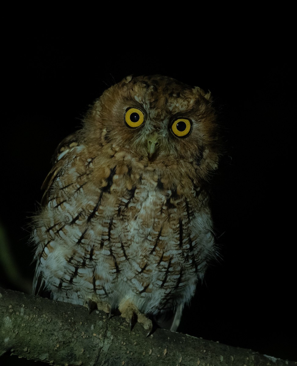 Whiskered Screech-Owl - ML643166452