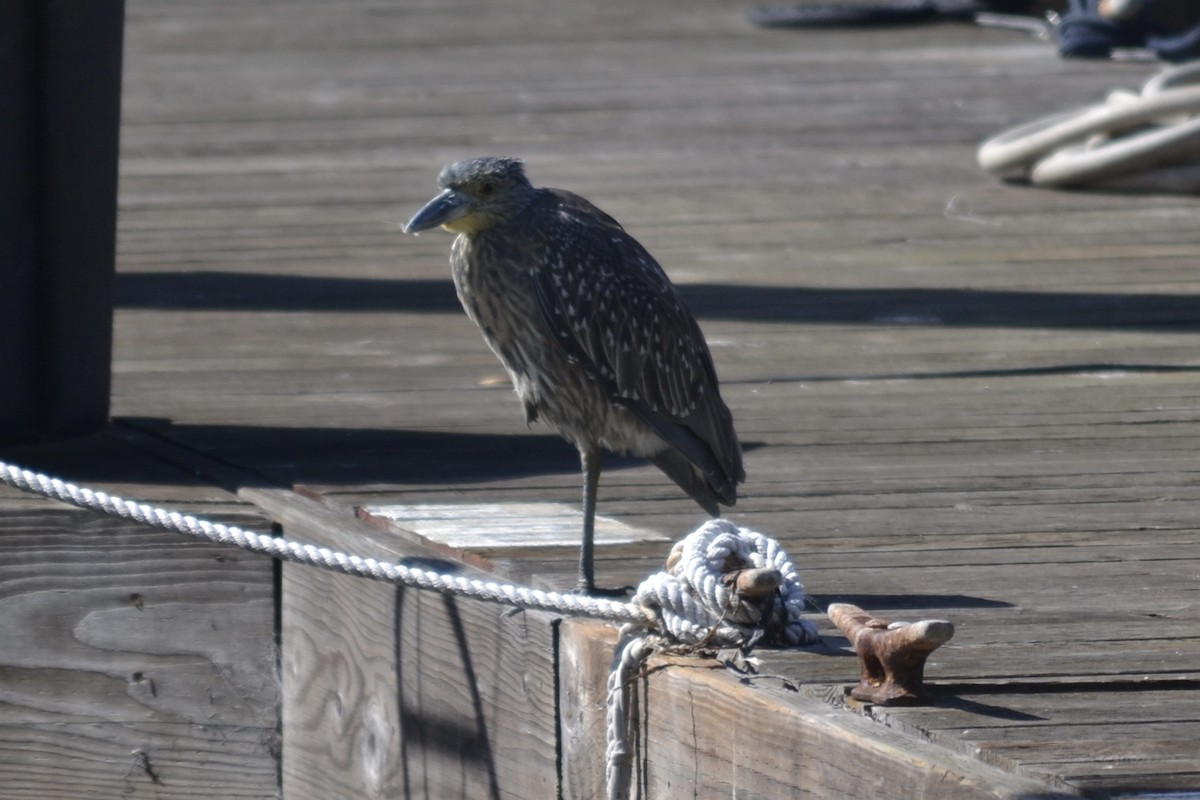 Yellow-crowned Night Heron - ML643166454