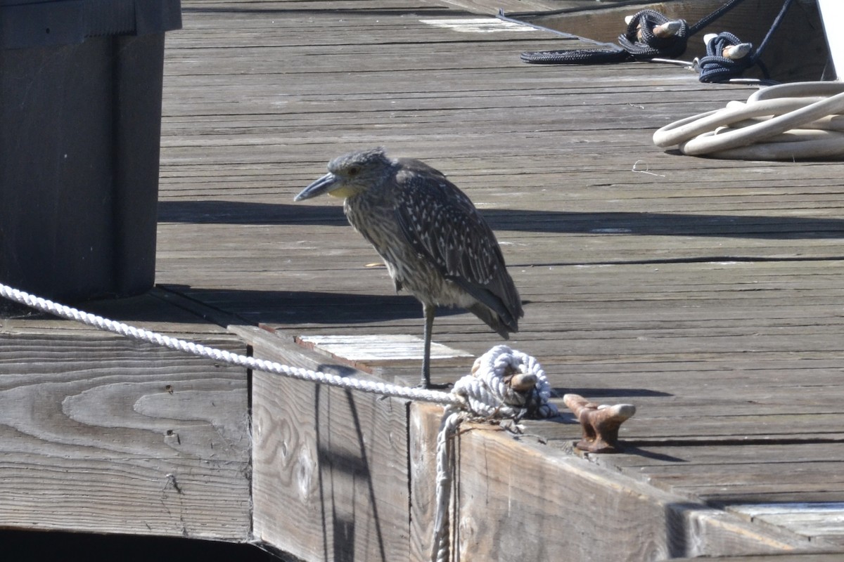 Yellow-crowned Night Heron - ML643166455