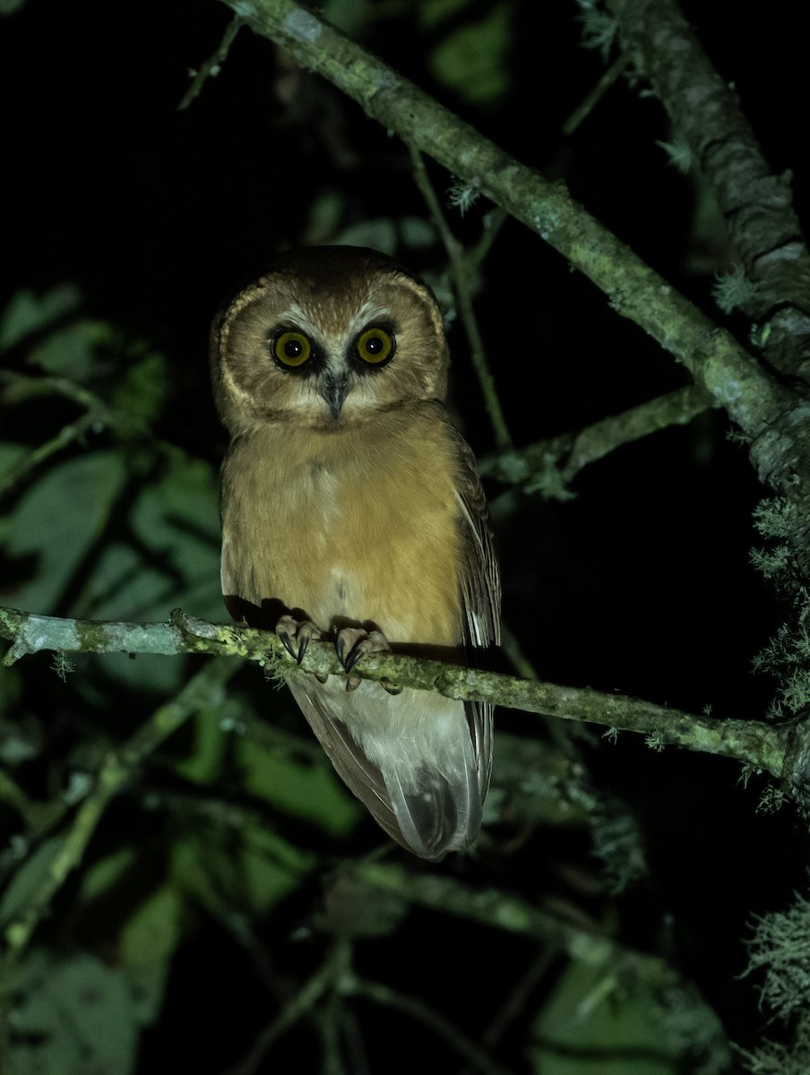 Ridgwaykauz - ML643166464