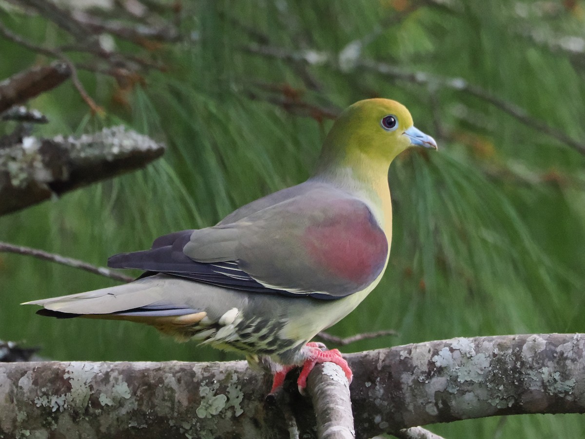 Wedge-tailed Green-Pigeon - ML643166466