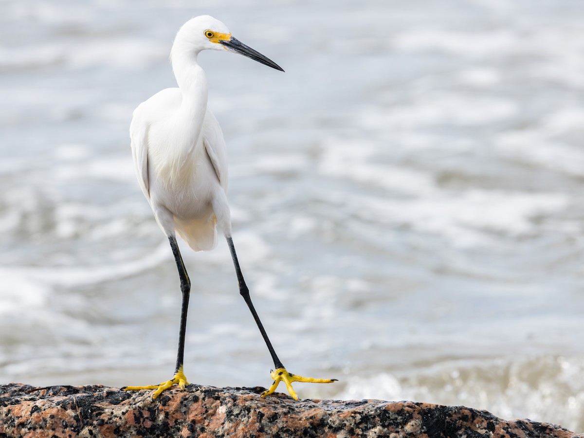 Snowy Egret - ML643166476