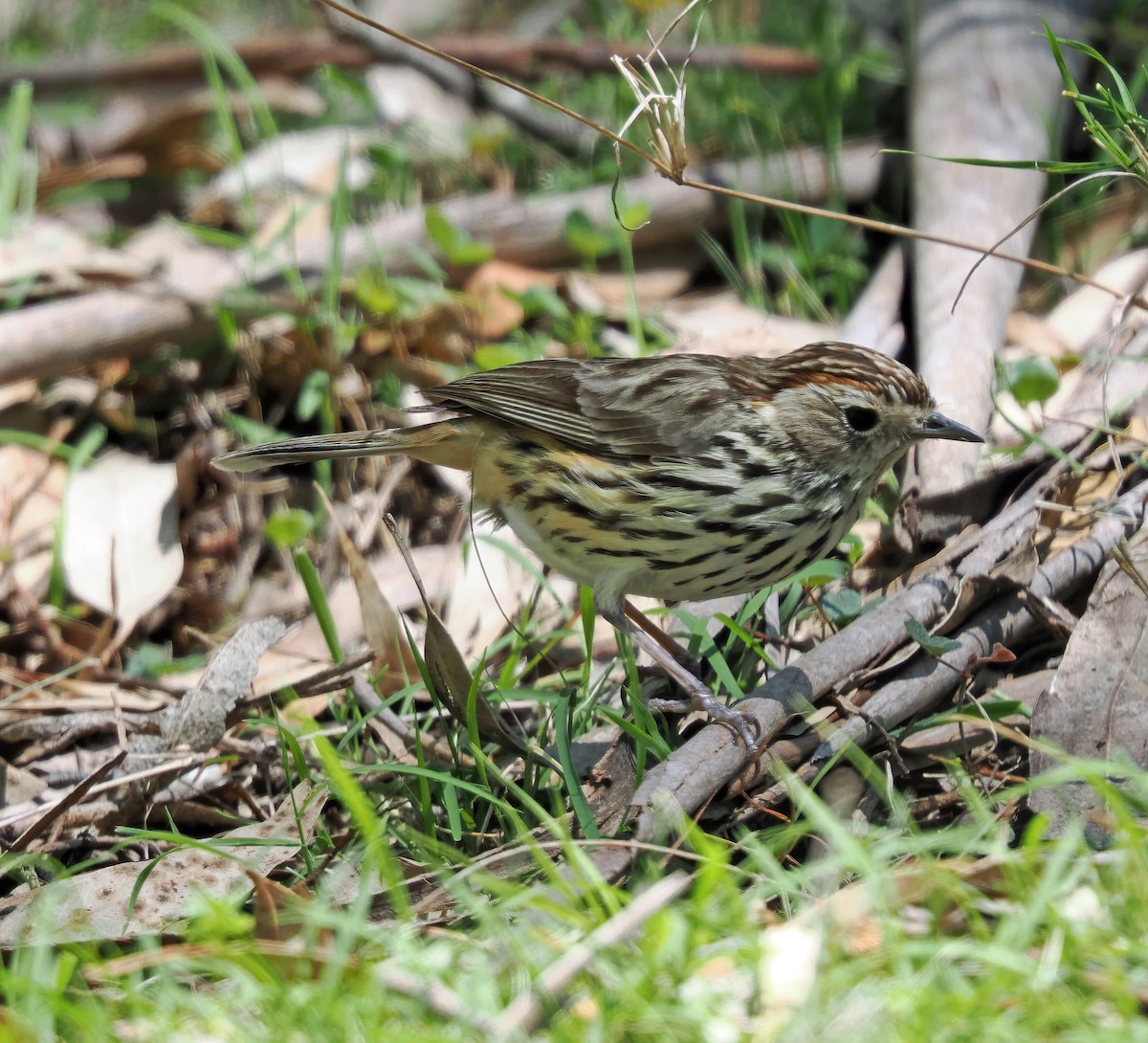 Speckled Warbler - ML643166503