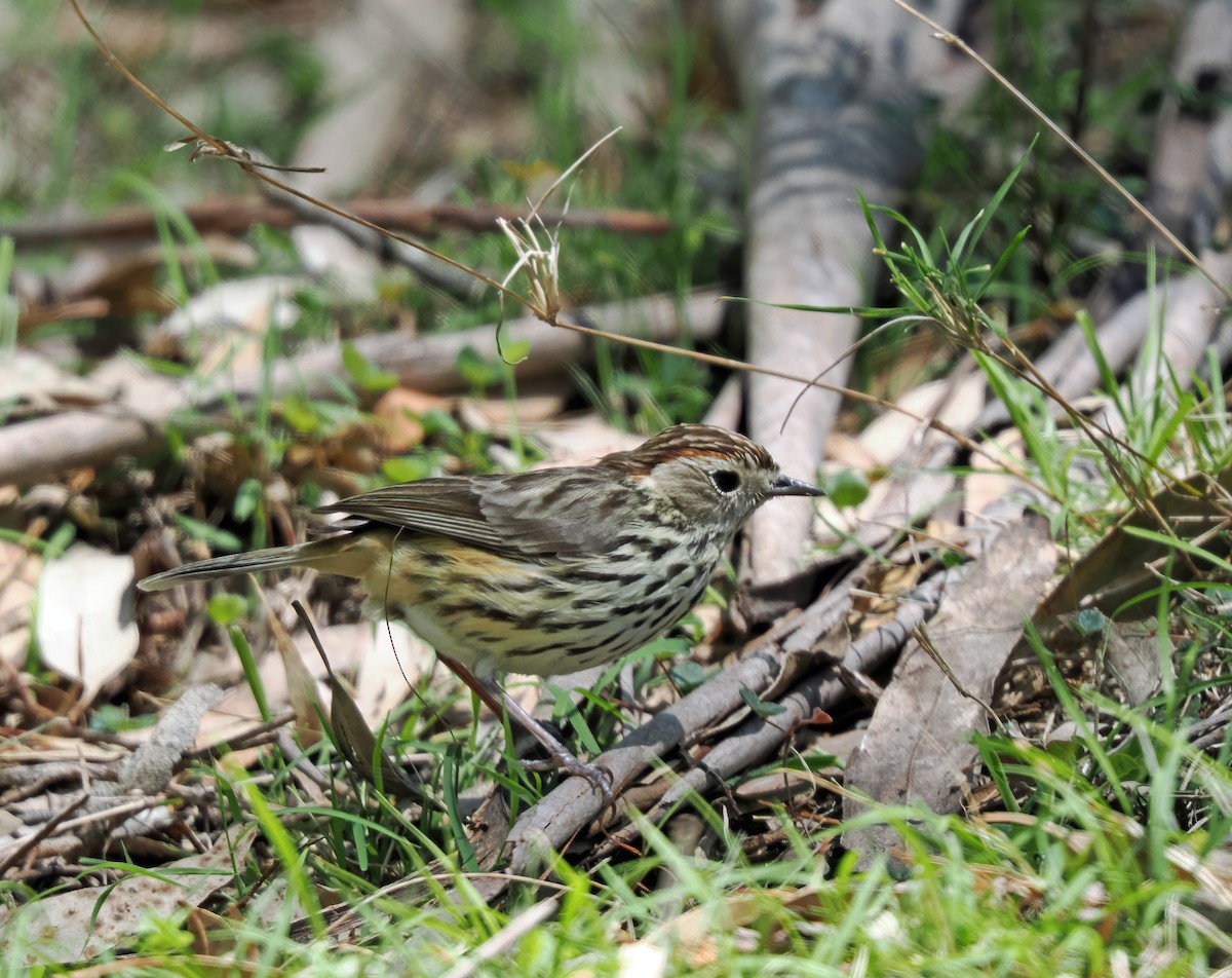 Speckled Warbler - ML643166504