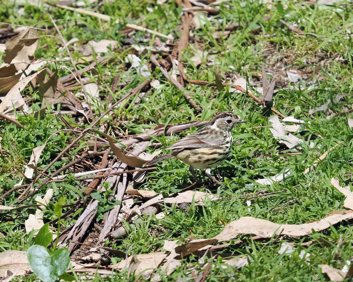 Speckled Warbler - ML643166505