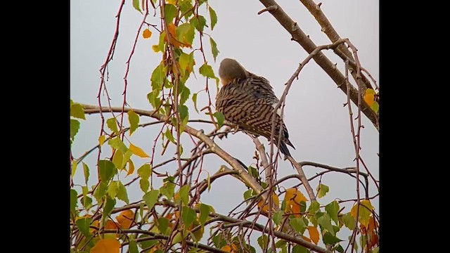 Northern Flicker (Yellow-shafted x Red-shafted) - ML643166507