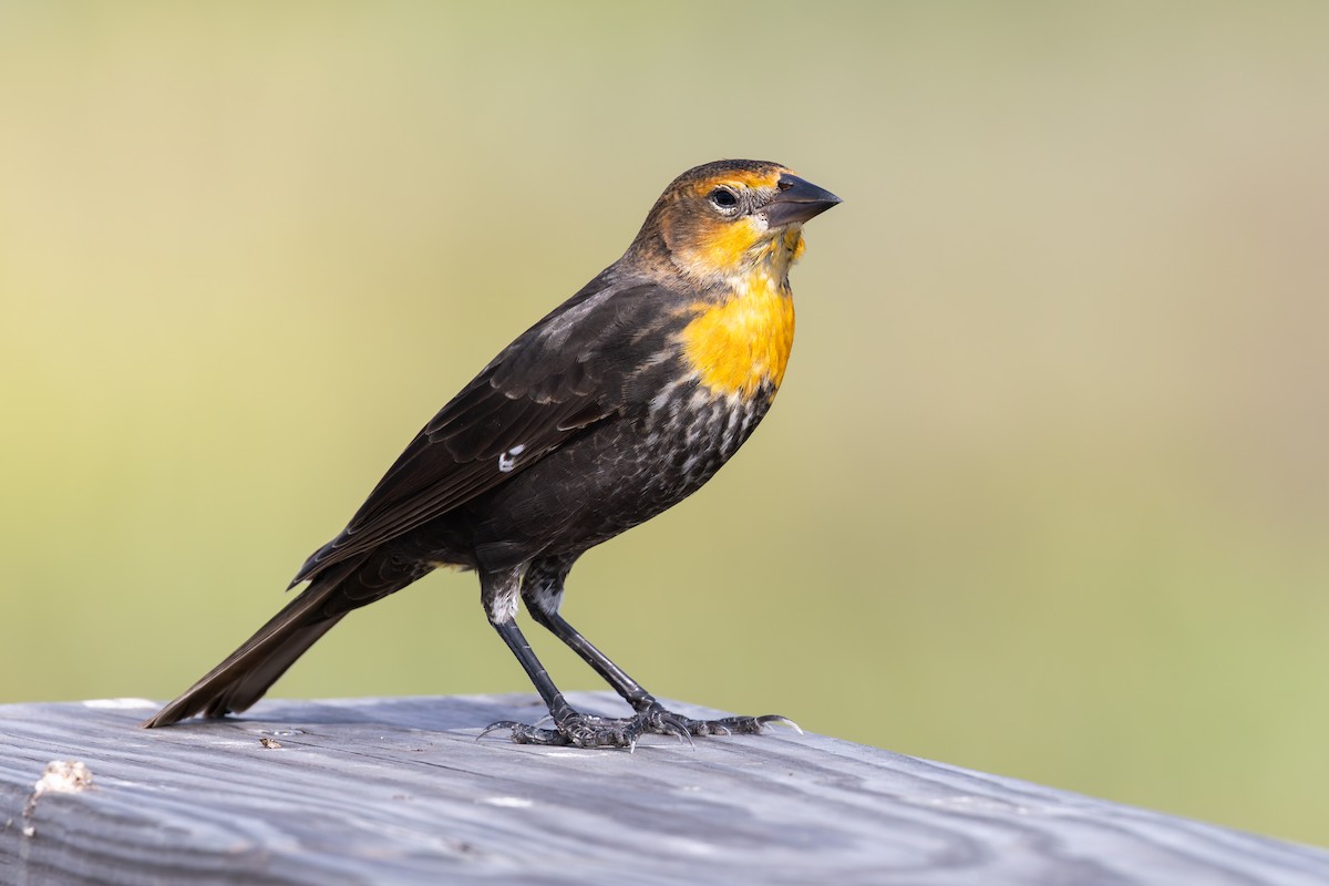 Yellow-headed Blackbird - ML643166514