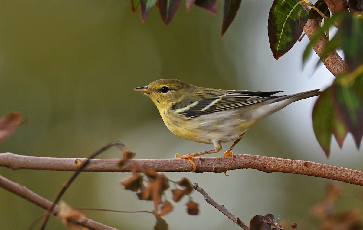 Blackpoll Warbler - ML643166515