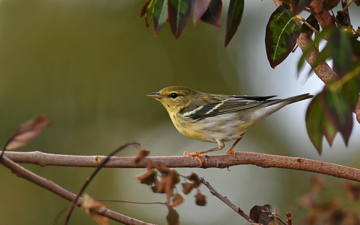 Blackpoll Warbler - ML643166516