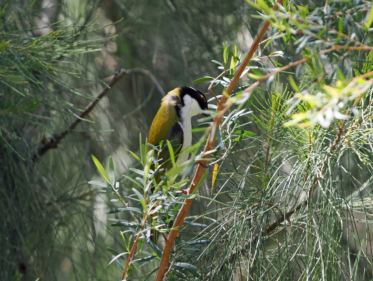 White-naped Honeyeater - ML643166518
