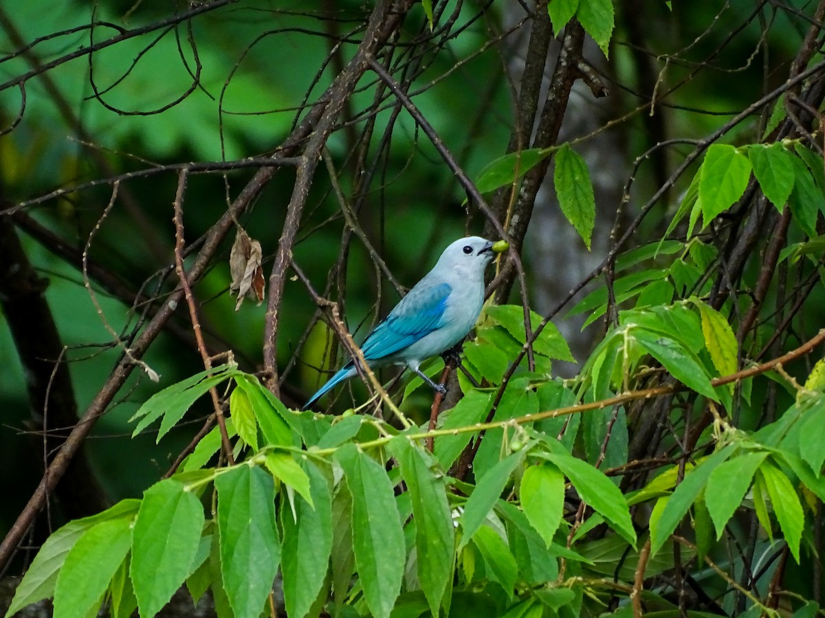 Blue-gray Tanager - ML643166528